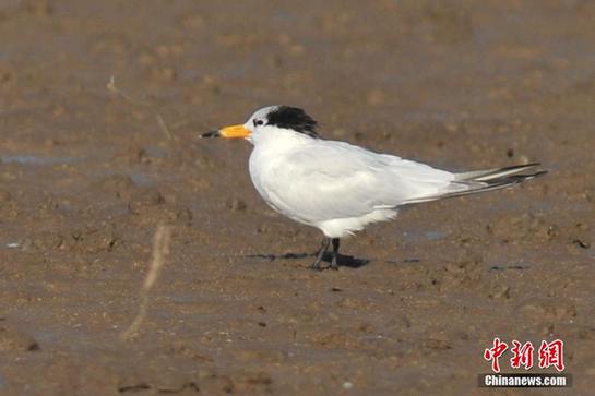 A Chinese crested tern forages in the wetlands of Jiaozhou Bay in Qingdao, East China's Shandong province. [Photo/Chinanews.com.cn]