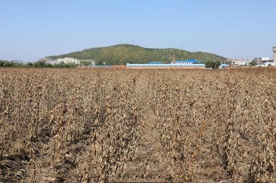 Undated photo shows the new variety in an experimental field. (Photo provided to chinadaily.com.cn)