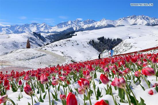 Tulips blooming in snow at Jiangbulake scenery spot in NW China's Xinjiang