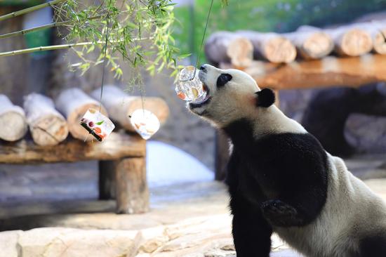 Keepers help giant pandas stay cool at Chimelong Safari Park 