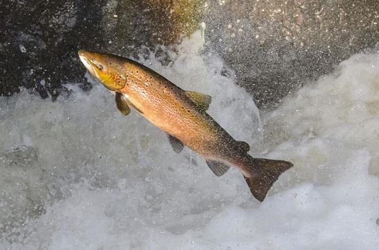 A salmon  (Photo/China Daily)