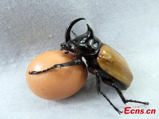 Sichuan reports first five-horned rhinoceros beetle