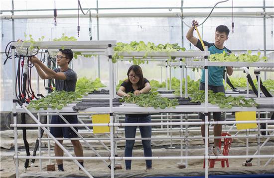 Three people from Hong Kong work at a farm in Jiangmen, Guangdong Province, last year. They developed a cohabitation system for fish and hydroponic vegetables. (Zhang Youqiong/For China Daily)