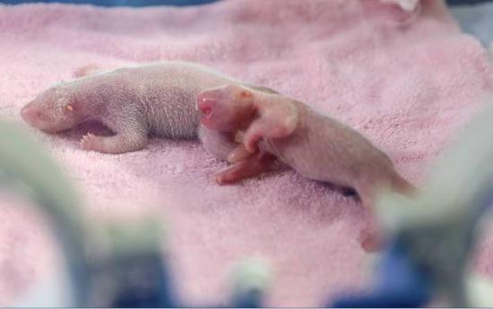 A captive-bred giant panda gave birth to the first twin cubs of the year in Chengdu, capital of southwest China's Sichuan Province. （Photo/ Giant Panda Research Base in Chengdu）