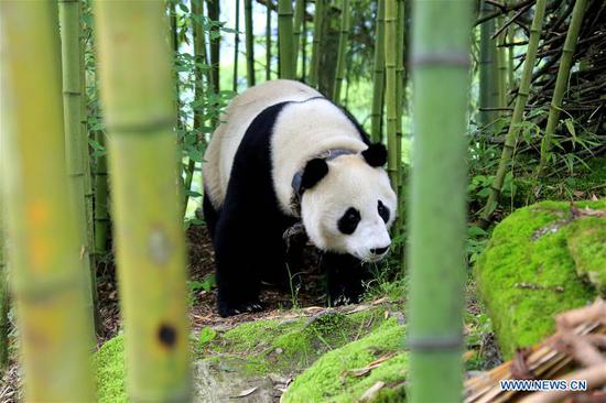 A giant panda is spotted wandering in Jinbo Village, Wenchuan County, southwest China's Sichuan Province, May 31, 2018.  (Photo: Xinhua/Wu Paiyong)