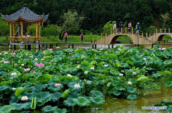 Scenery of lotus pond in Wuyishan, Fujian