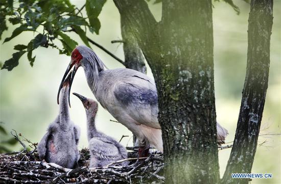 Crested ibis takes care of nestlings