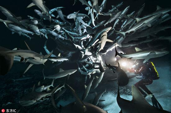 Photographer documents a shark feeding frenzy