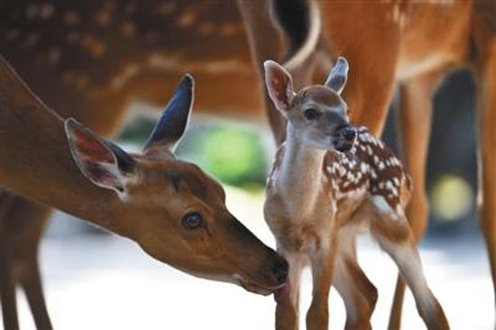 A sika deer born on June 2 at the Palace Museum in Beijing, meets the public.  (Photo courtesy of the Palace Museum)