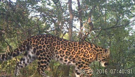 Infrared cameras catch the image of a North Chinese leopard in the Ziwuling forest area of Shaanxi Province. (Photo courtesy of the State Forestry and Grassland Administration)