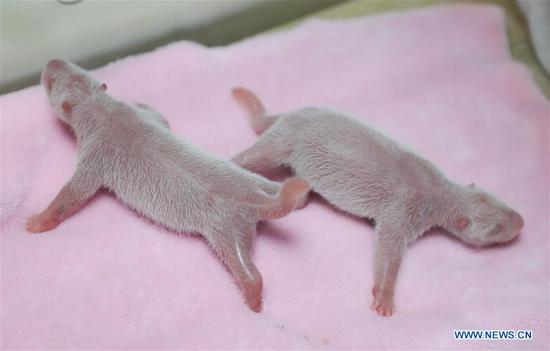 Photo taken on June 5, 2018 shows the first male-female panda twins born this year at the Chengdu Research Base of Giant Panda Breeding in southwest China's Sichuan Province. Panda Ya Yun gave birth to the twins Tuesday morning. The female cub weighed 135.3 grams and was born at 8:20 a.m. The male cub followed nine minutes later, weighing 148.8 grams. (Xinhua)