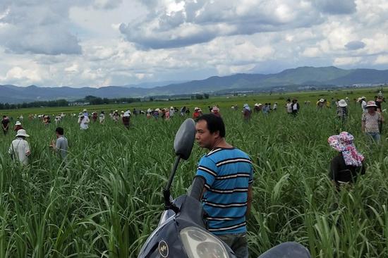 People look for chondrites (inset) in a sugarcane field in Manlun village in Yunnan Province on Monday. (Photo by Dai Zhenhua/For China Daily)