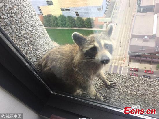 Raccoon captivates Internet with skyscraper climb 