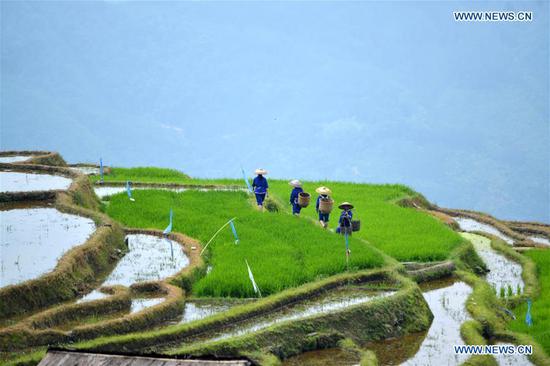 Farmers work in terraced fields in S China's Guangxi