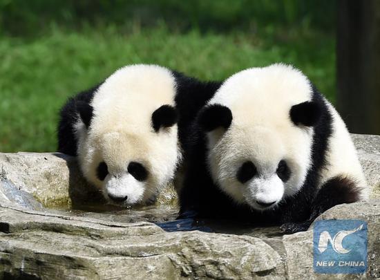 File Photo: Giant panda twins 