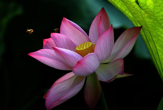 Lotus flowers set a lovely summer scene in Huangshan