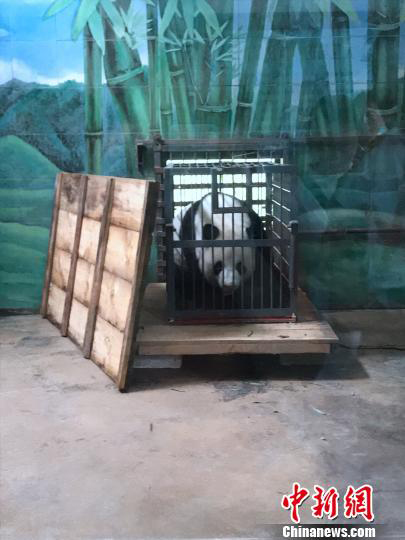 Panda Weiwei is ready to leave Wuhan Zoo for Sichuan Province. (Photo/China News Service)