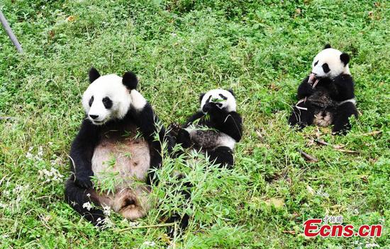 Mama panda plays with twin cubs 