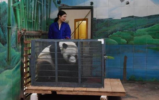 Wei Wei being transferred back to the China Conservation and Research Center for Giant Pandas in Sichuan Province on Wednesday. (Photo/Wuhan Evening News)