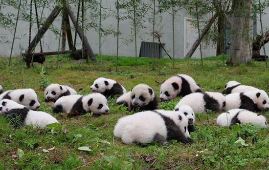 China's panda national park gets a research lab for rare animal protection