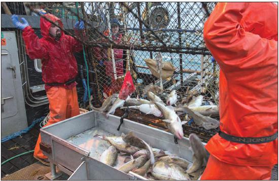 Alaska fishermen catch cod fish in the ocean. (Photo provided to China Daily)
