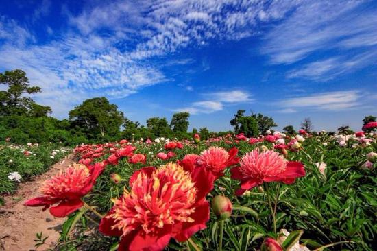 Peony flowers are in full bloom in the peony park of Baoma village at the foot of Changbai Mountain, Jilin province.  (Photo by Sun Mingsheng/For chinadaily.com.cn)