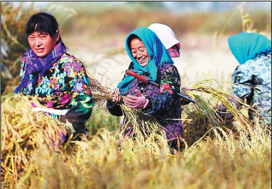 Women harvest organic rice in Wuchang, Heilongjiang Province.  (Photo/Xinhua)