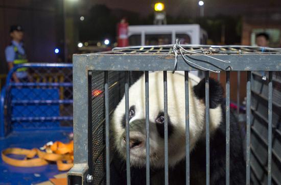 Weiwei, a panda allegedly mistreated at Wuhan Zoo in Hubei Province, arrives at Chengdu Shuangliu International Airport in Sichuan Province on Wednesday. It will receive further checkups at a breeding base in Sichuan. (HU JIUSI/FOR CHINA DAILY)