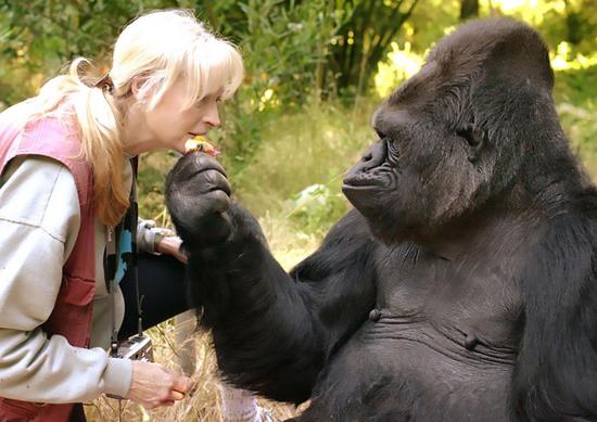 Dr. Penny Patterson and Koko. (Photo/Gorilla Foundation)