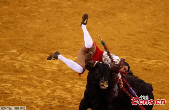 Stunning bullfight in Lisbon 