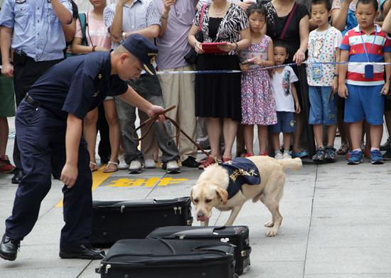 A sniffer dog hunts for contraband during a public open-day event held by the customs office in Guangzhou, Guangdong province, on Sunday. (Zou Zhongpin / China Daily)