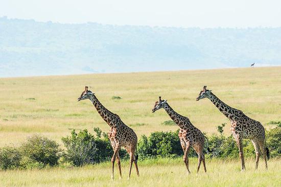 Giraffes wander in the Rift Valley savannah in Kenya's Masai Mara National Reserve. (PHOTO BY XIE SONGXIN/CHINA DAILY)