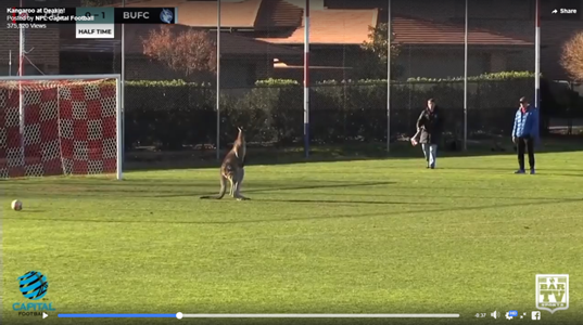 Kangaroo obstructs football match (Photo:Facebook)