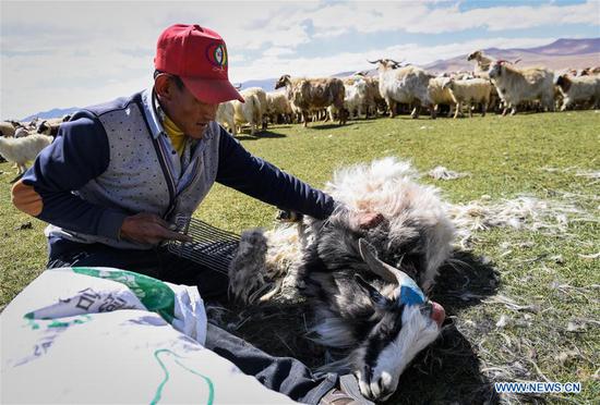 Herdsmen shear goats in Xigaze, Tibet