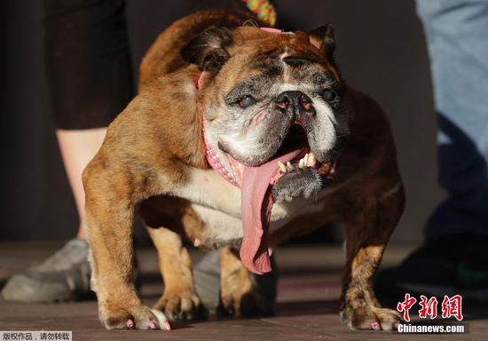 'World's ugliest dog' Zsa Zsa wins $1,500 prize