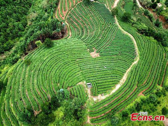 Aerial view of tea plantation in Ningde