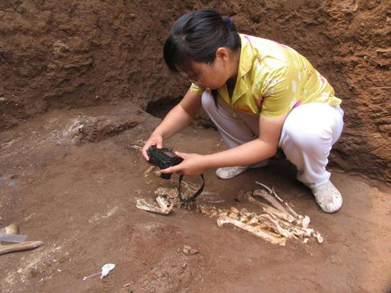 Zooarchaeologist Hu Songmei photographs a skeleton at a tomb in Xi'an, Shaanxi province, where she and colleagues found the bones of an extinct gibbon. (Provided To China Daily)