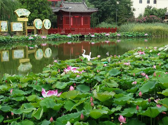 Refreshing summer scene in Kaifeng city