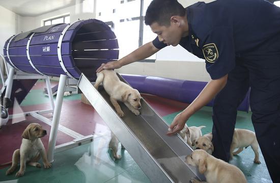 A trainer works with 5-week-old Labrador puppies at the General Administration of Customs' anti-smuggling dog base in Beijing on Thursday. (ZOU HONG/CHINA DAILY)