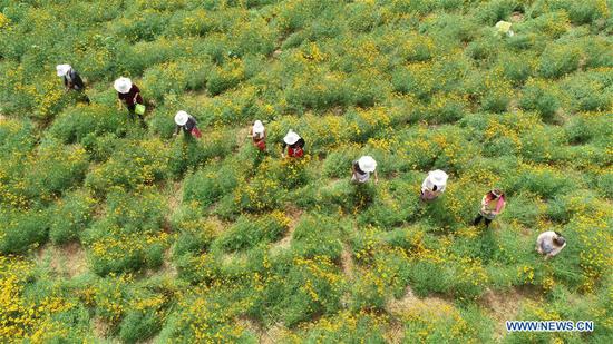 Farmers harvest chrysanthemum in Nanzhao Village of Dongzhangbao Town in Handan, north China's Hebei Province, June 25, 2018. (Xinhua/Mu Yu)