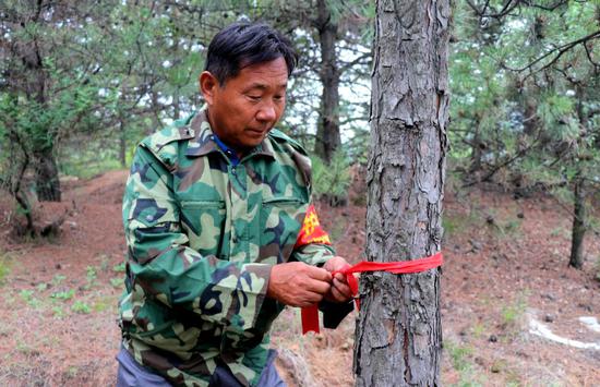 Zhong Sheng, a forest ranger, marks a tree on the Loess Plateau. [WANG HONG/FOR CHINA DALIY]