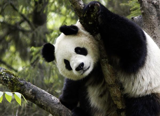 A  giant panda plays on the tree.  (Photo: WWF UK / For China Daily)