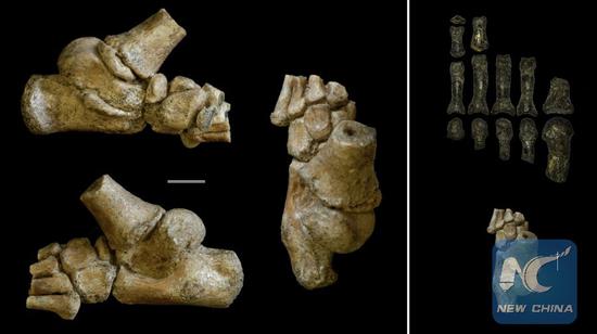 Left block of images: The 3.32 million year old foot from an Australopithecus afarensis toddler shown in different angles. Right block of images: The child's foot (bottom) compared with the fossil remains of an adult Australopithecus foot (top).(Credit: Jeremy DeSilva & Cody Prang)