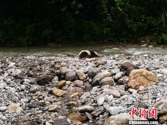 A giant panda cub is found drowned in China's Sichuan Province on July 3, 2018. (Photo: China News Service/Zhong Xin)