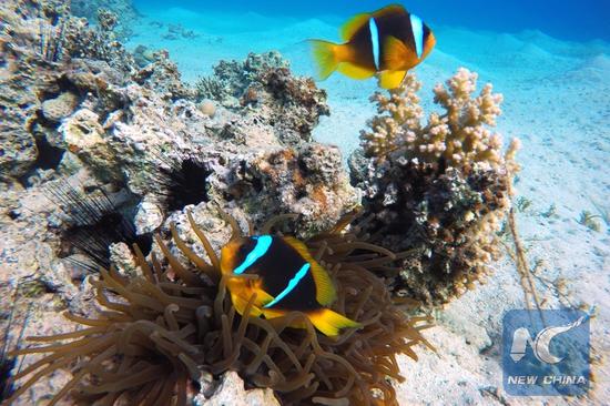 Fish swim among coral reefs in the waters of Red Sea near the resort town of Ras Shaytan, south Sinai, Egypt, Jan. 14, 2016. (Xinhua/Ahmed Gomaa)