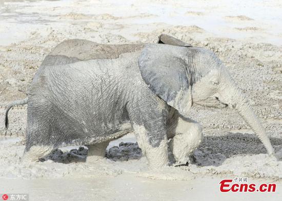 Namibian elephants use clay to protect from sunburn