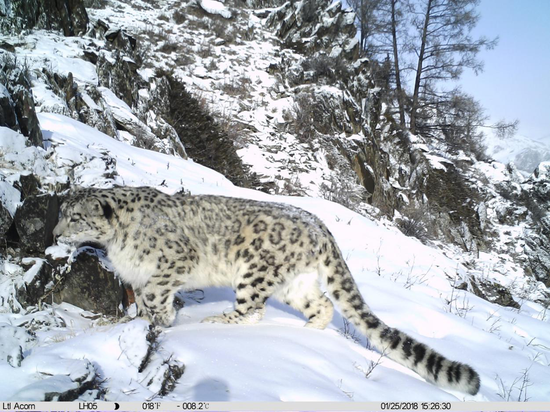 A snow leopard image captured by an infrared camera at Altai Liangheyuan Nature Reserve, Xinjiang Uygur autonomous region. (Photo provided by WWF China)