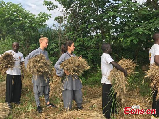 Disciples  from the Shaolin Temple harvest wheat at a farm in Dengfeng, Henan Province, June 21, 2018. A total of 120 mu, equivalent to eight hectares, of farmland was planted with wheat this year. (Photo: China News Service/Han Zhangyun)