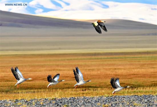 A ruddy shelduck and a flock of bar-headed geese fly over a wetland in Nyima County of southwest China's Tibet Autonomous Region, Sept. 19, 2017. China, with a total wetland area of 53.6 million hectares, ranks first in Asia and fourth in the world, official data showed.  (Xinhua/Zhang Rufeng)