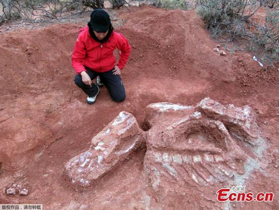 Remains of giant 200-million-year old dinosaur discovered in Argentina